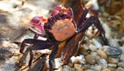 Purple Celebes Crab